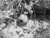 Фото 484. 26 февраля 1979 года. Луэна. Лагерь ЗАПУ Бома. Опять шариковая бомба. Фото из архива В.Лебедева.